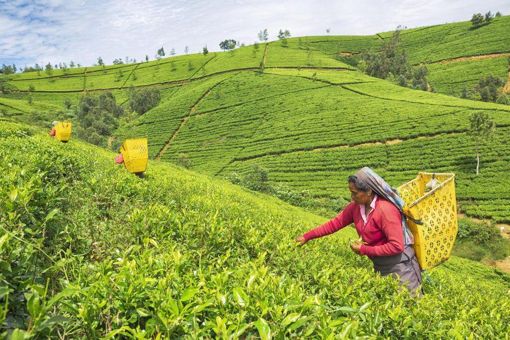 Nuwara Eliya Tea Plantations, Sri Lanka