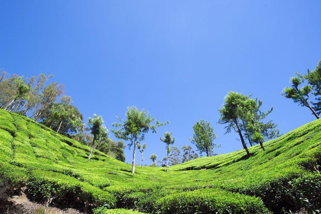 Cameron Highlands Tea Plantations, Malaysia