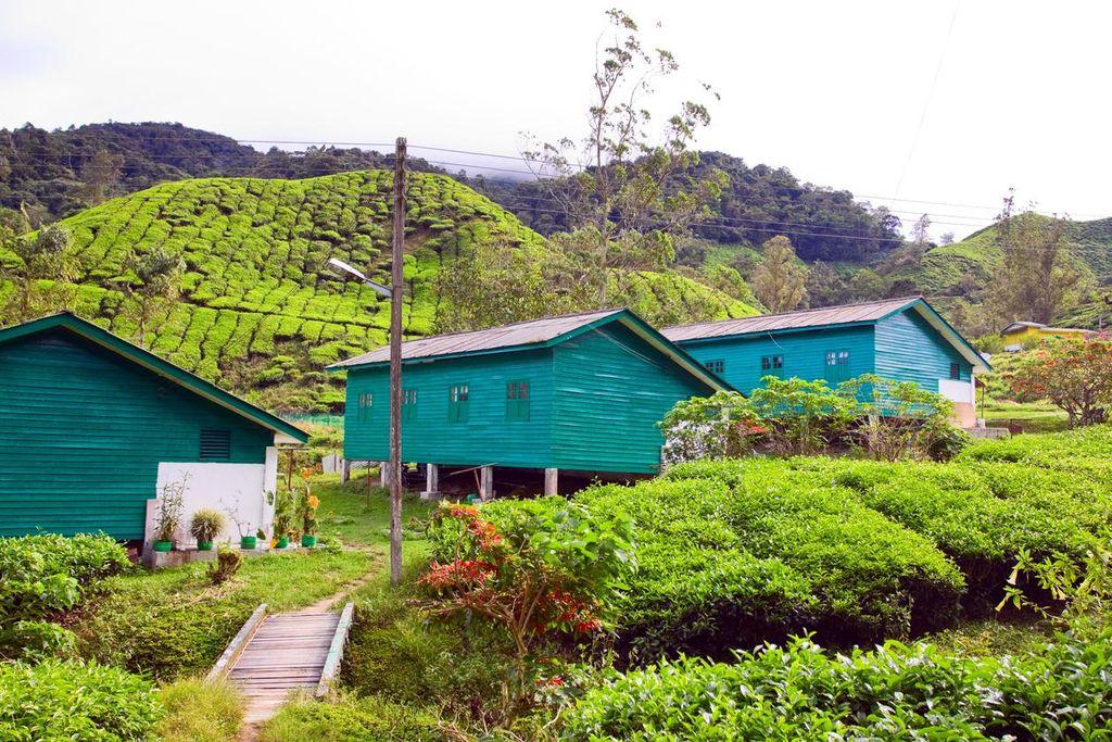 Cameron Highlands Tea Plantations, Malaysia