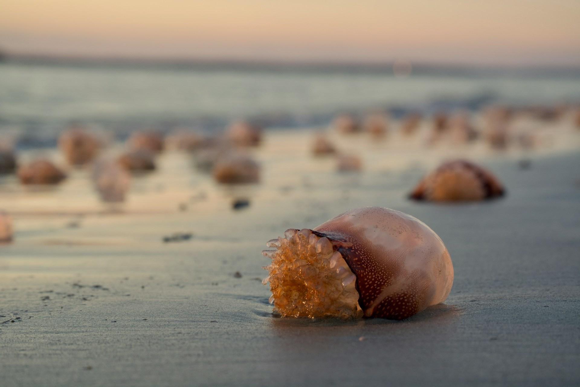 Jellyfish are the least desired visitors on the beaches