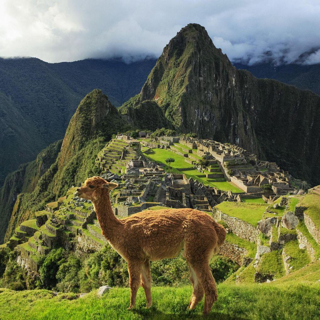 Alpaca at the Machu Picchu Ruins