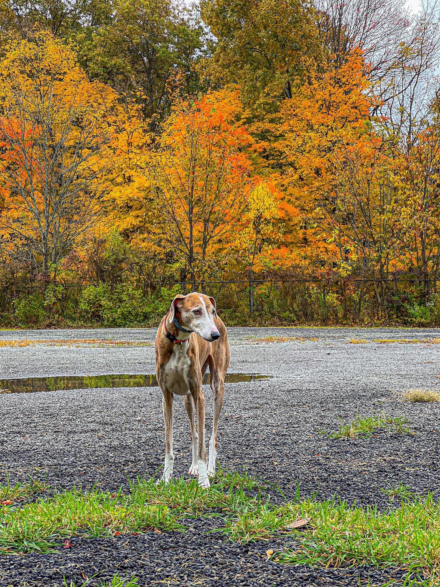 The Azawakh breed is typical of Africa