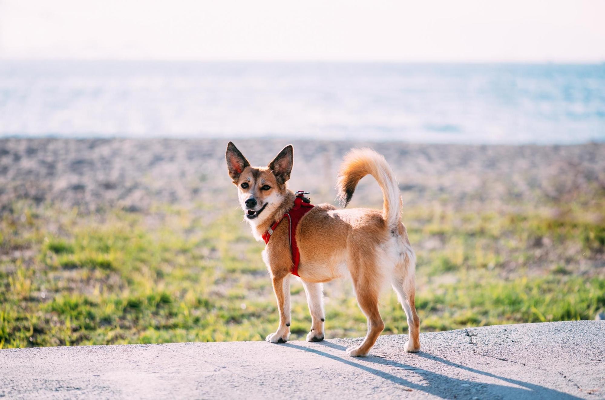 The Norwegian Lundehund is a typical dog from Norway