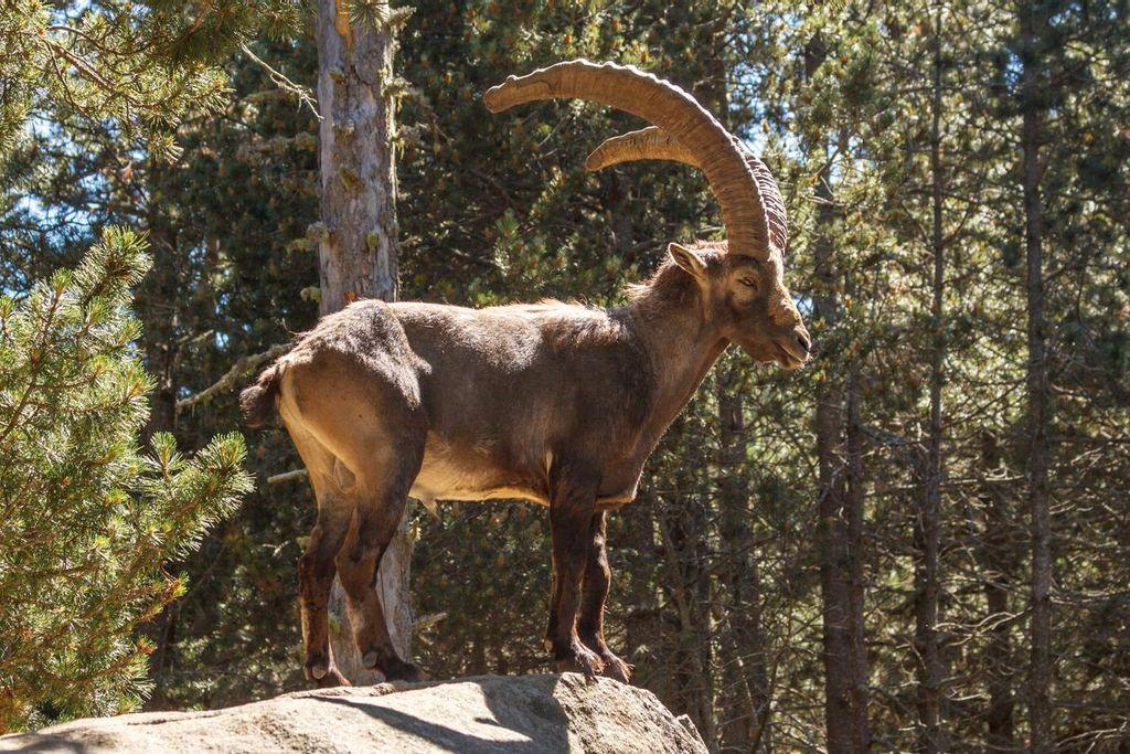 Pyrenean Ibex