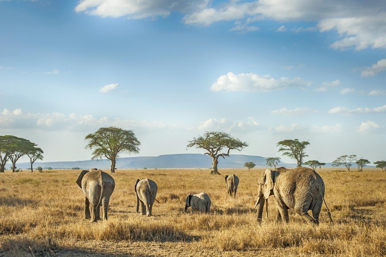 Fare un safari in Tanzania è un'esperienza unica.