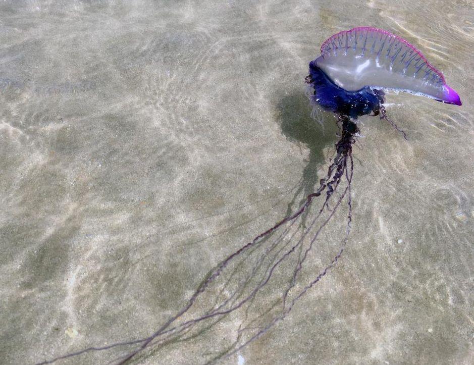I tentacoli della caravella portoghese possono raggiungere i 50 metri di lunghezza.
