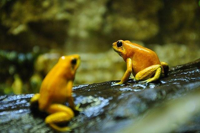 The golden frog has been found in other countries in South America.