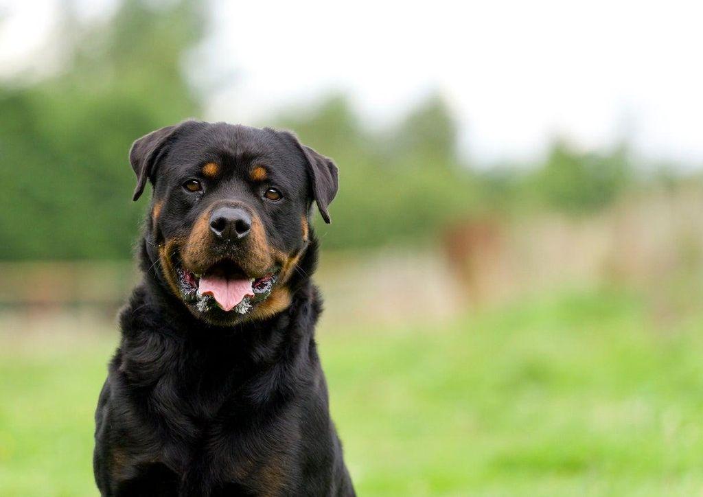 Rottweiler, intelligent dogs