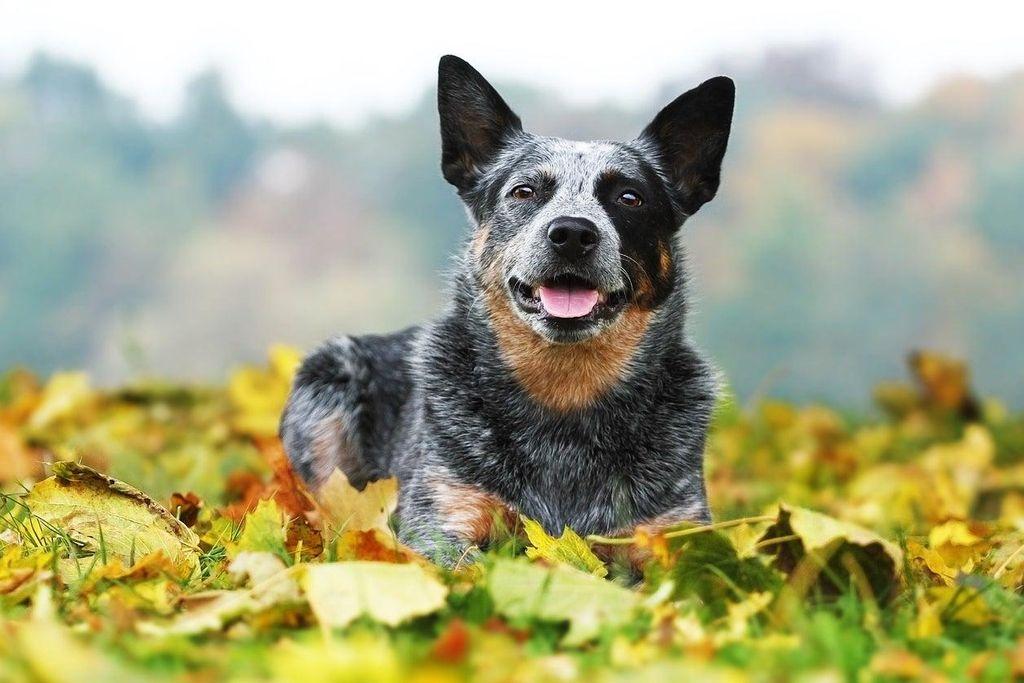 Australian Cattle Dog, intelligent dogs