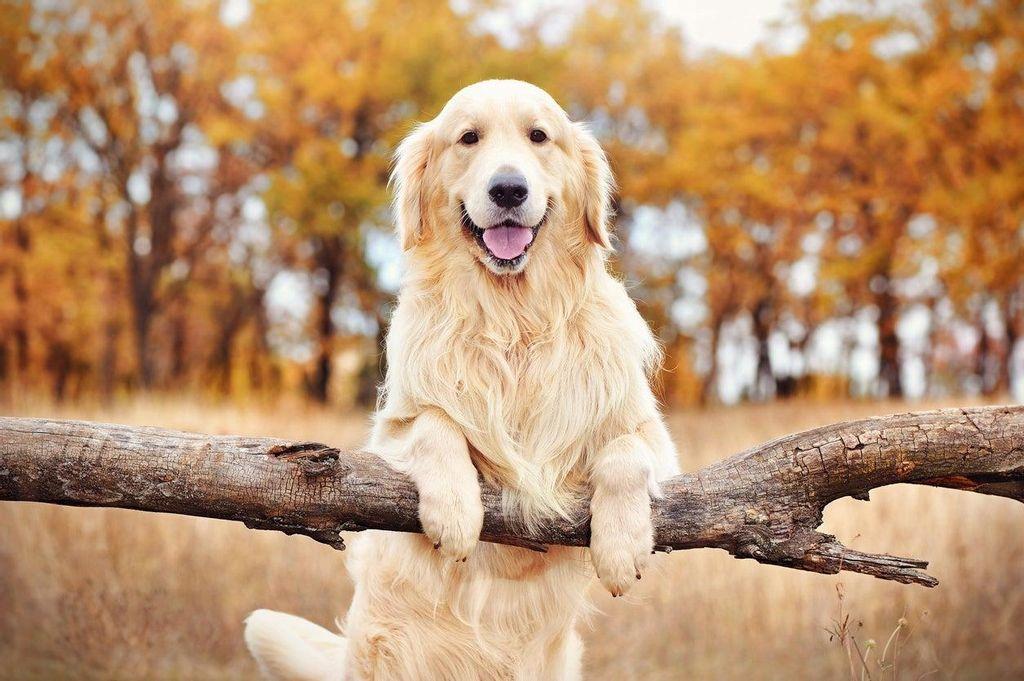 Golden Retriever, intelligent dogs