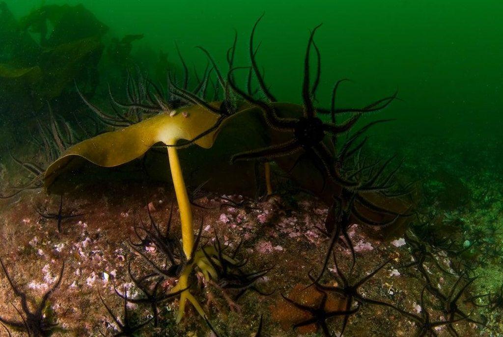 Galicia's marine forest.