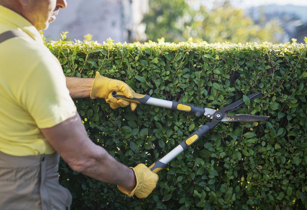 È richiesta esperienza in giardinaggio e potatura di siepi.