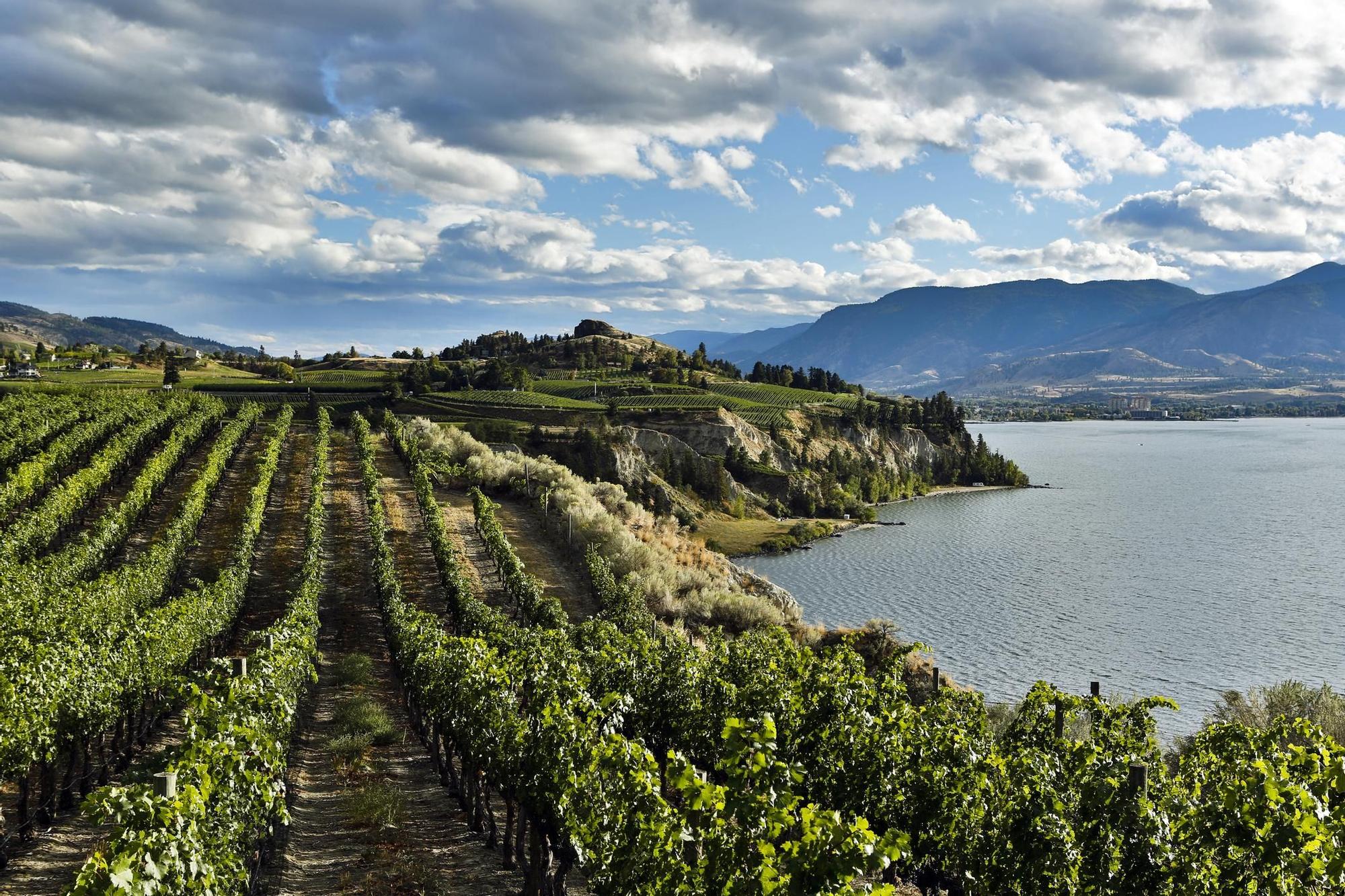 Vigneto di Naramata nella Valle di Okanagan
