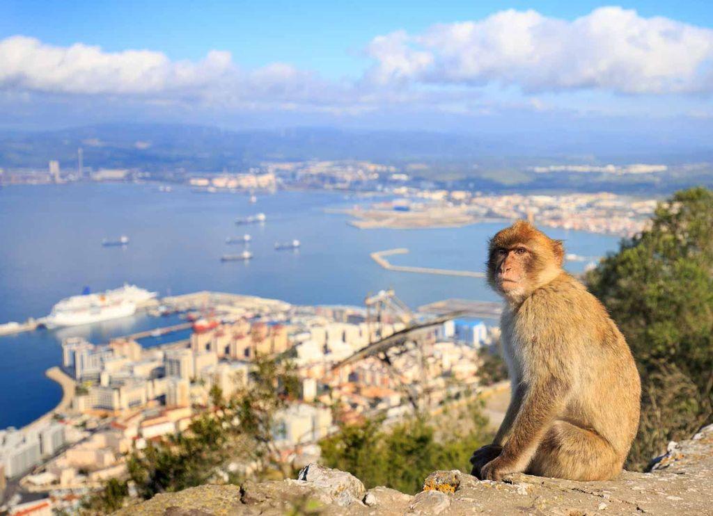 Monkey in Gibraltar