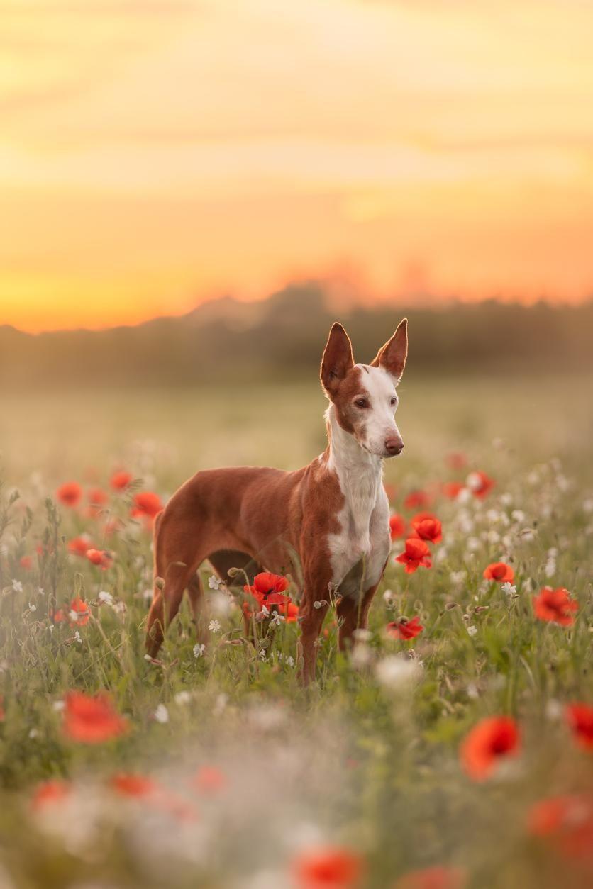 Gli studi non rivelano se il podenco esca in festa, sebbene sia ibizenco.