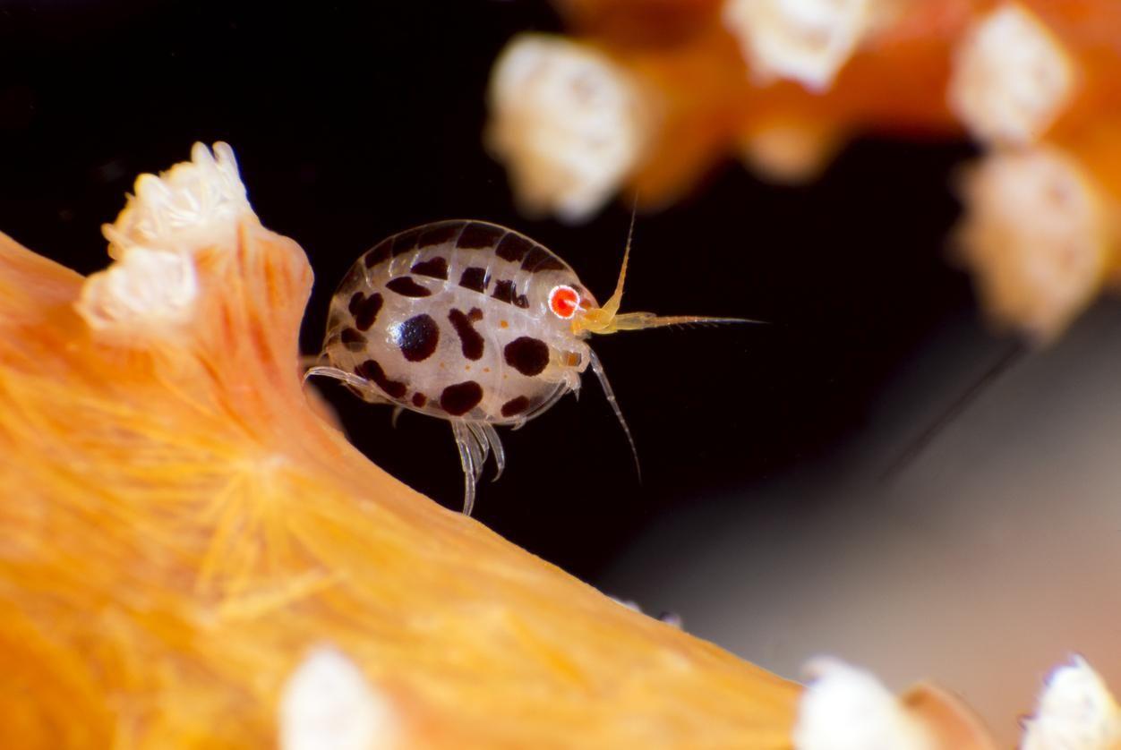 More than 100 previously unknown marine species have been discovered.