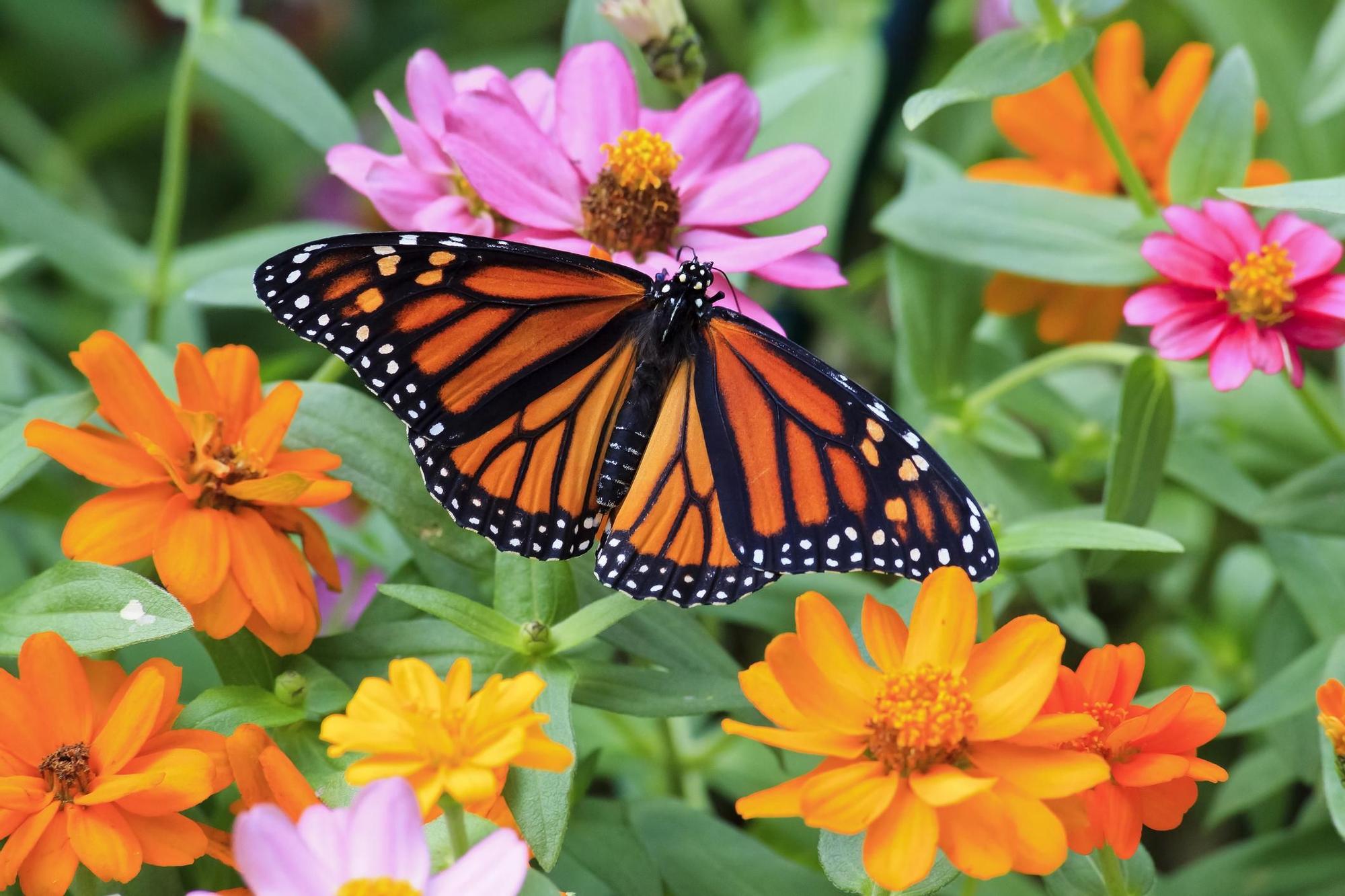 The monarch butterfly is one of the most common in the world