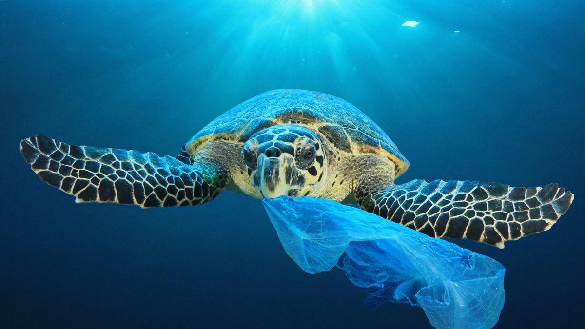 The discovery of a fungus capable of eliminating plastics in the oceans