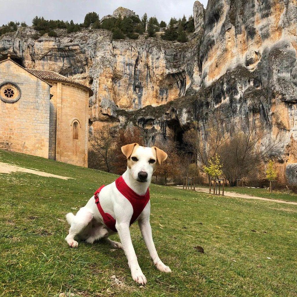 Pipper, the first tourist dog
