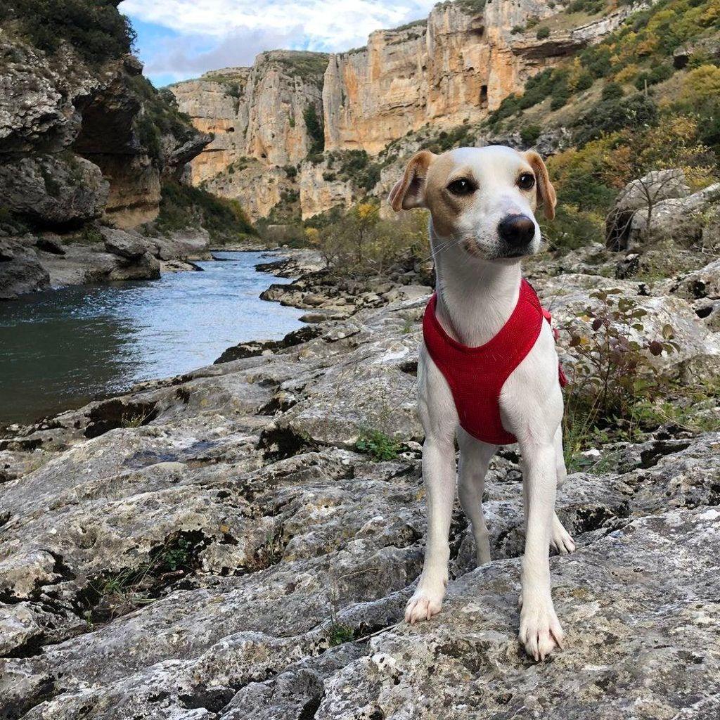 Pipper, the first tourist dog