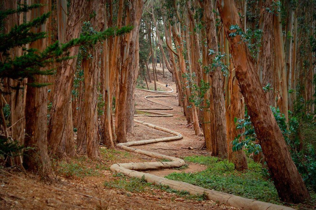 The Woodline, Andy Goldsworthy
