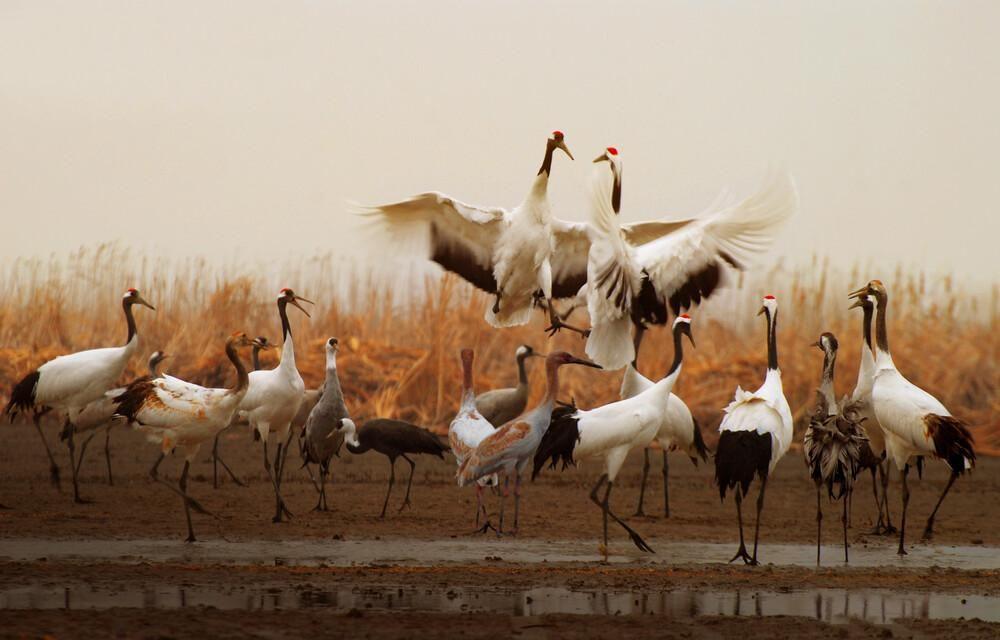 Migratory Bird Sanctuaries along the Yellow Sea Coast