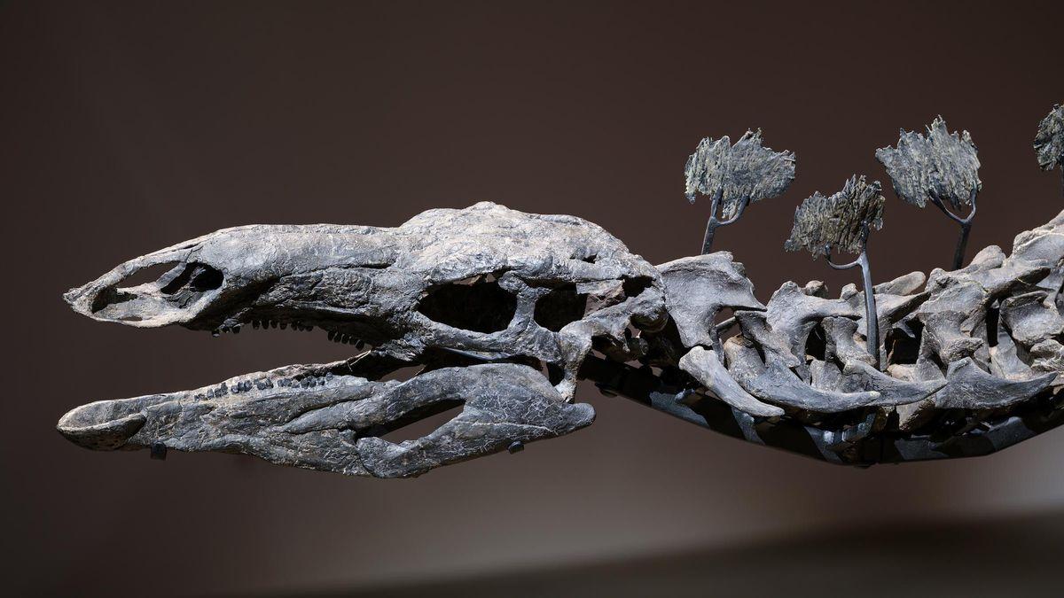 This Stegosaurus skeleton costs $44.6 million, and it's not the most expensive whim paid by its owner.