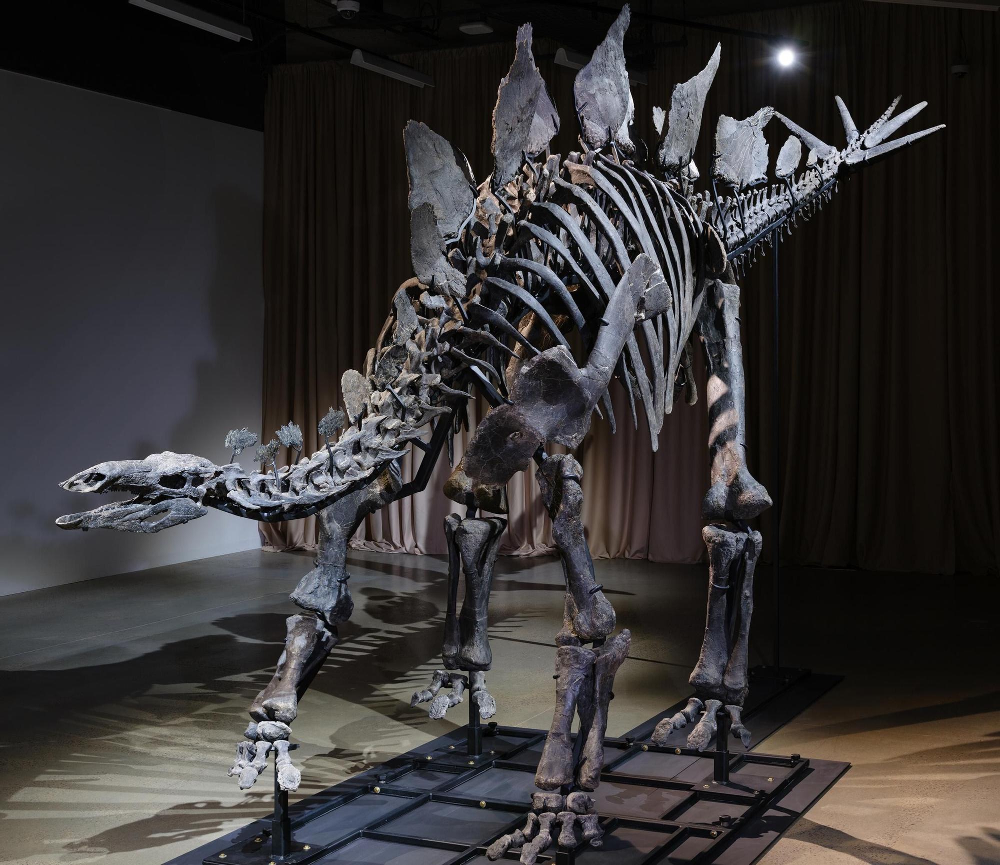 This Stegosaurus fossil has become one of the most expensive in the world, and now you can visit it