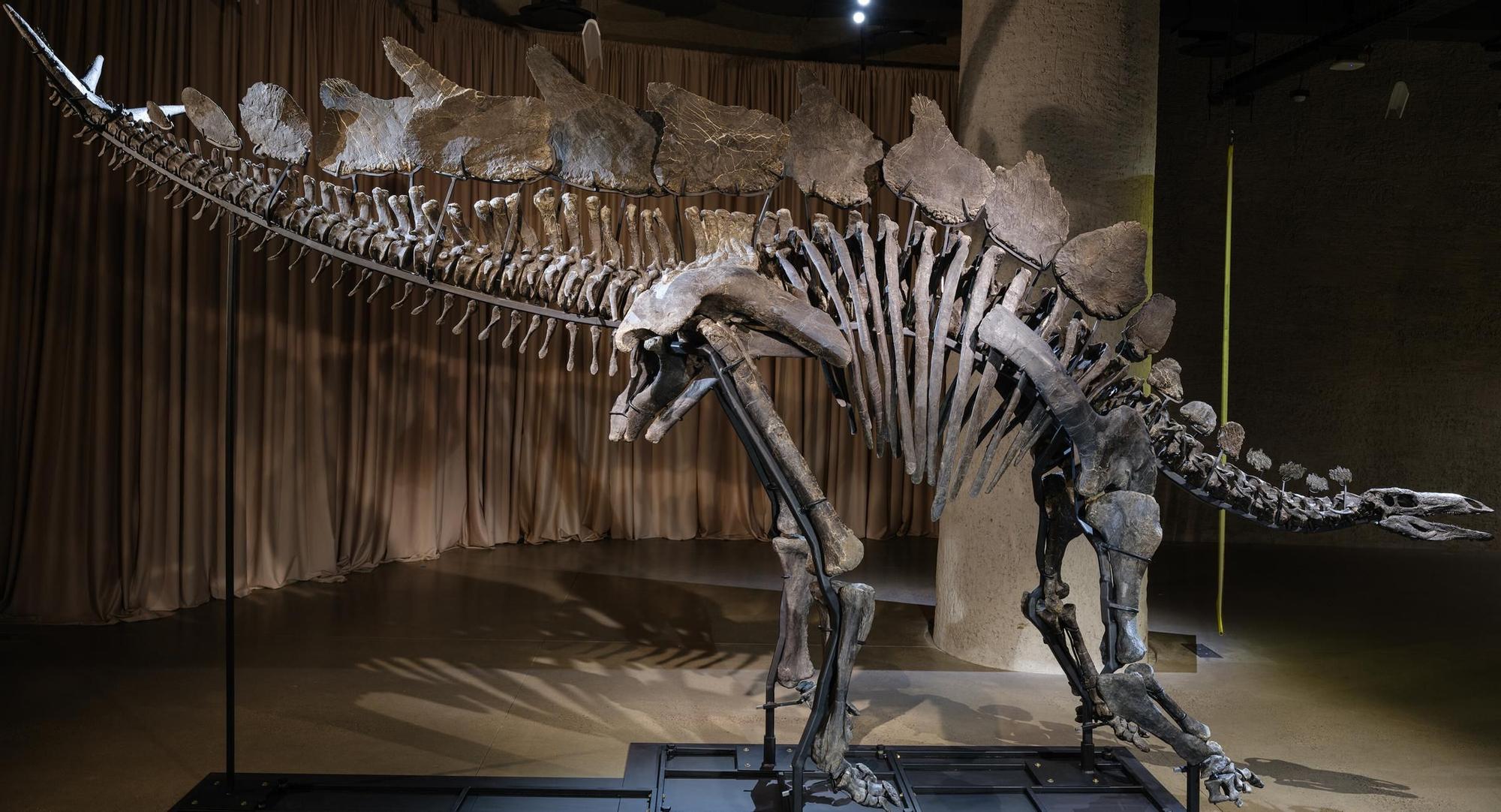 Here is "Apex," the most expensive dinosaur fossil in history