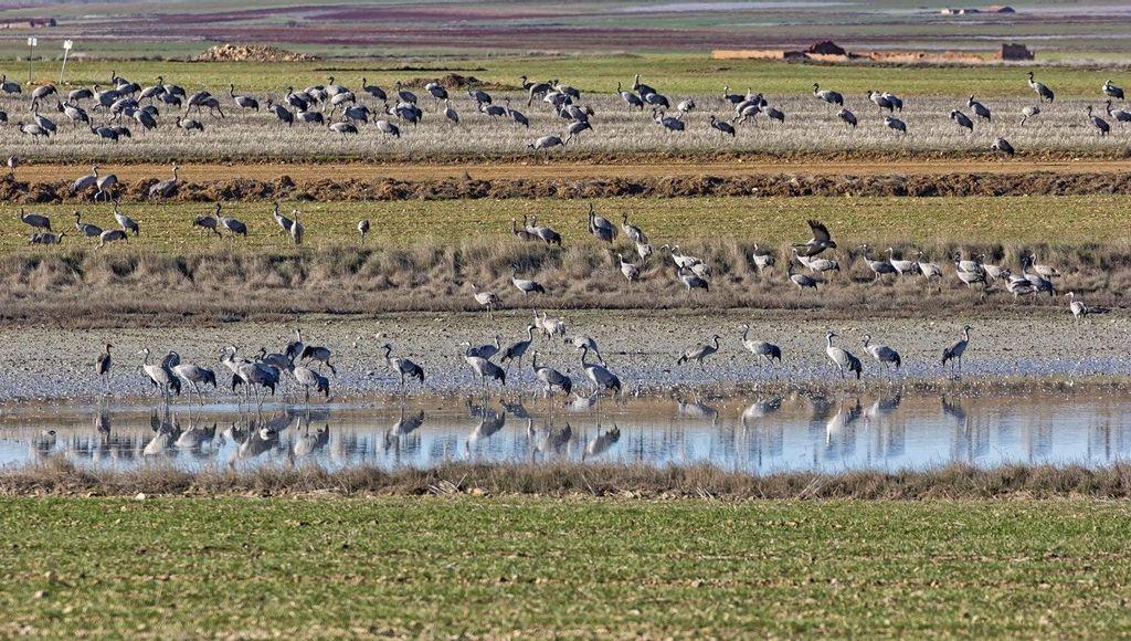 Gallocanta Lagoons, Aragón